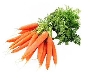 Carrot