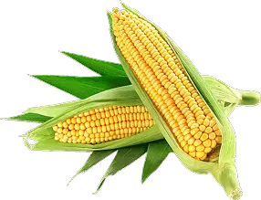 Corn